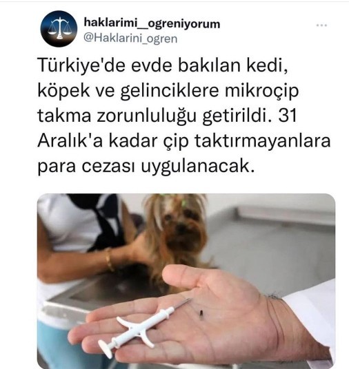 Evcil hayvanlara çip takılması zorunluluğu getirildi! Sizce doğru bir karar mı?