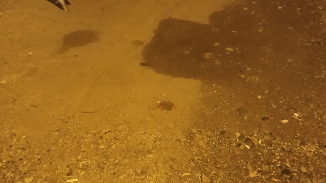 Sokak hayvanlarına mama alıyor musunuz?