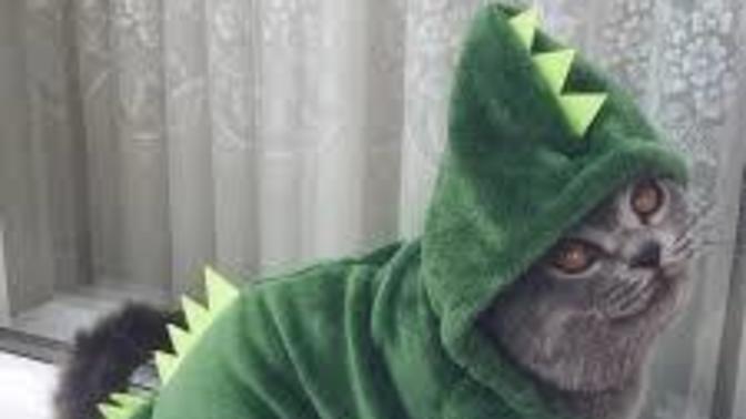 Kedilere/köpeklere kostüm giydirilmesi sizce de saçma değil mi?
