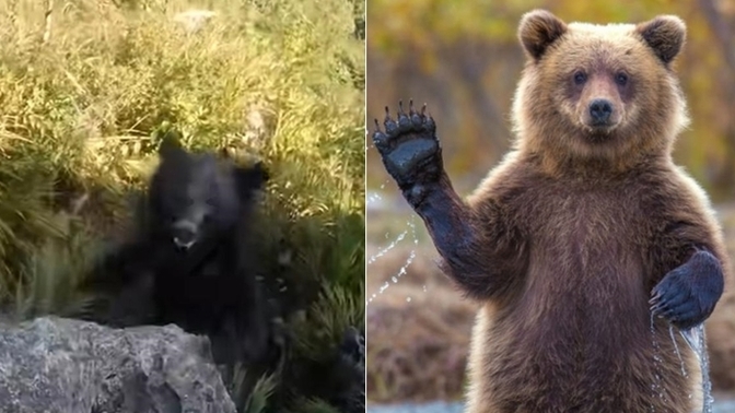 Dağda karşılaştığı ayıyı tekme, tokat dövdü! Bu durumda kalsan sen ne yapardın?