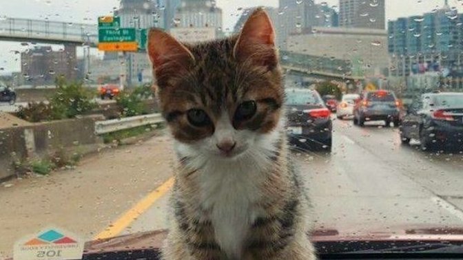 Araba yolculuğunda evcil hayvan olsa problem olur mu?