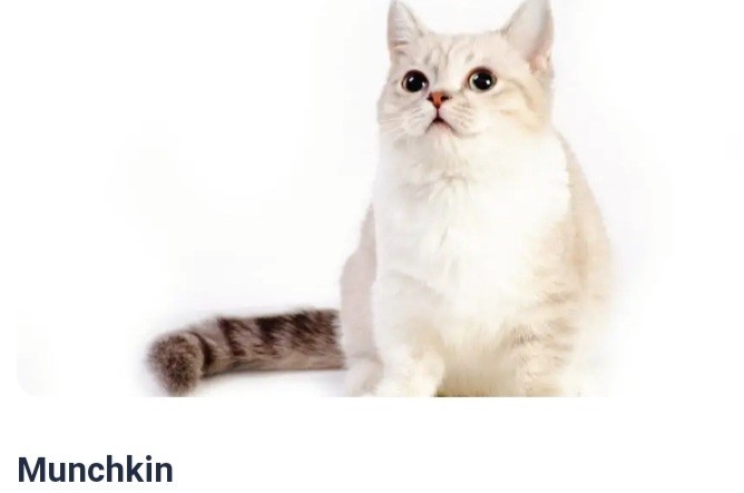 Büyümeyen küçük boyutlu kedi cinsi var mı?