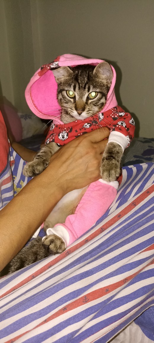 Kedim çok mu çirkin, şunun tipine bakar mısınız?