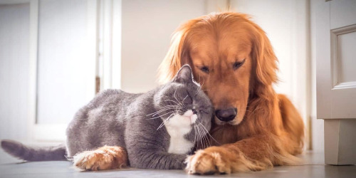 Kedi insanı mı köpek insanı mısın?