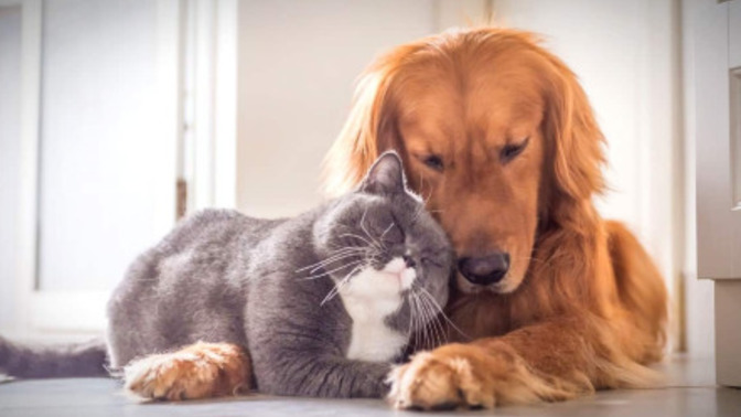 Kedi insanı mı köpek insanı mısın?