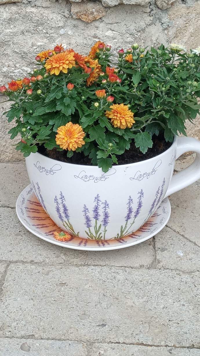 🌼🌼🌼