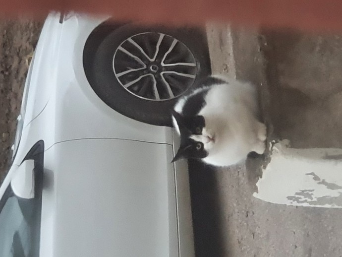 Evcil hayvanının sana iyi gelen yönleri neler?