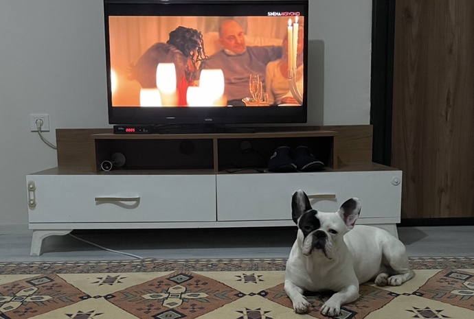 Evcil dostunuz var mı?