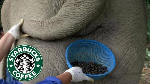 Starbuckssız nasıl yaşıyorsunuz?