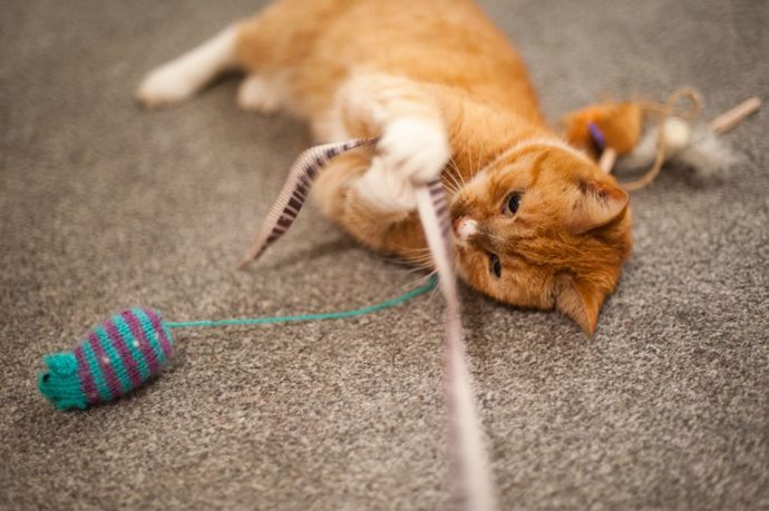 Kedi oyuncaklarını kullanıyor musunuz?