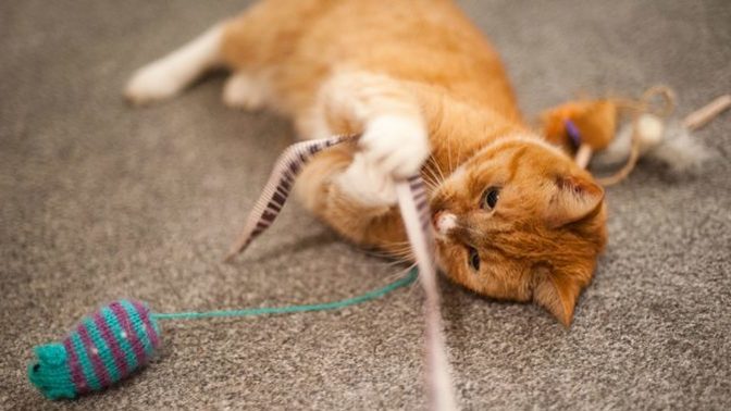 Kedi oyuncaklarını kullanıyor musunuz?