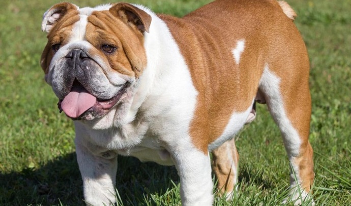 Evde bakmaya uygun önerebileceğiniz bir cins köpek var mı?