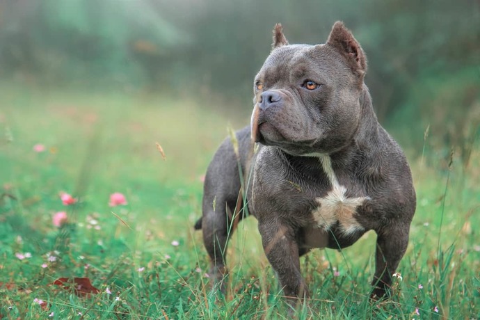 Evde bakmaya uygun önerebileceğiniz bir cins köpek var mı?