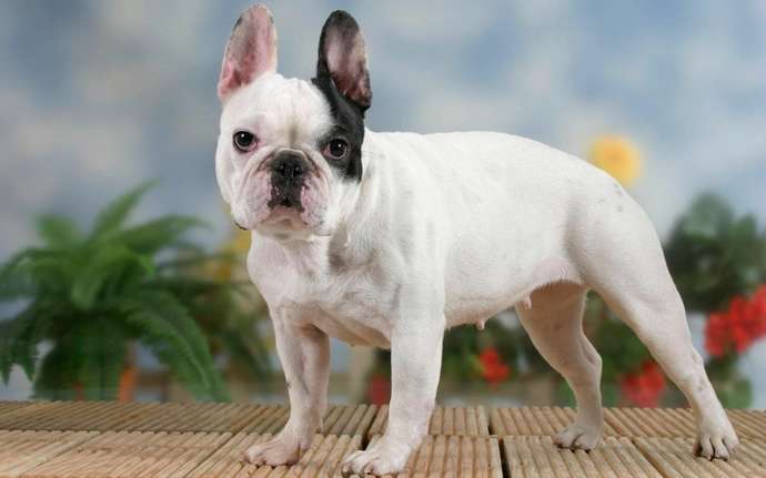 Evde bakmaya uygun önerebileceğiniz bir cins köpek var mı?
