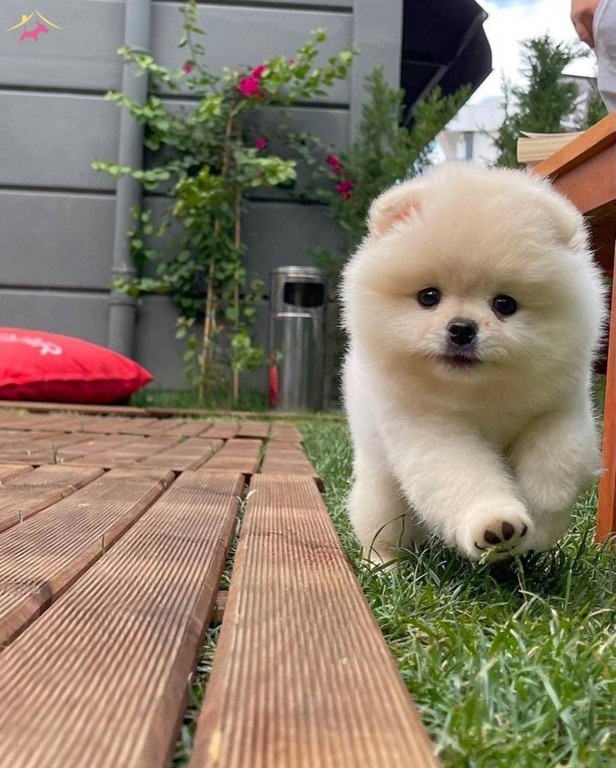 Evde bakmaya uygun önerebileceğiniz bir cins köpek var mı?