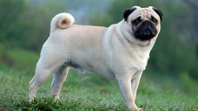 Evde bakmaya uygun önerebileceğiniz bir cins köpek var mı?