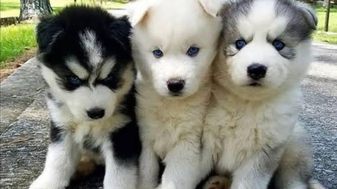 Köpek beslenen evde namaz kılınmaz mı?