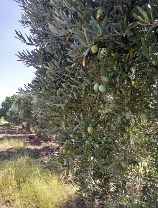 Daha önce hiç zeytin topladınız mı?