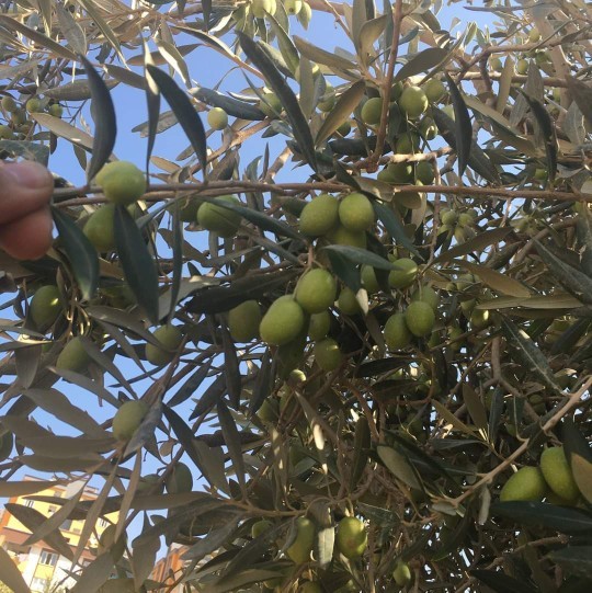 Daha önce hiç zeytin topladınız mı?