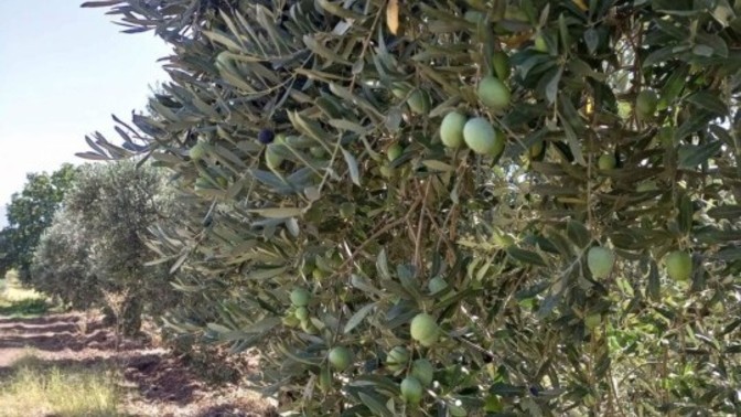 Daha önce hiç zeytin topladınız mı?