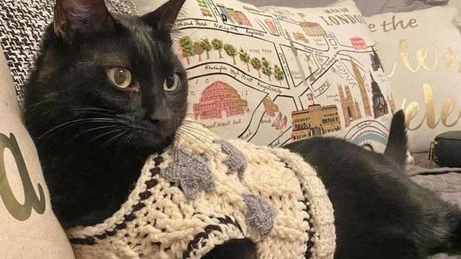 Evcil hayvan sahiplenmeye nasıl karar verdin?