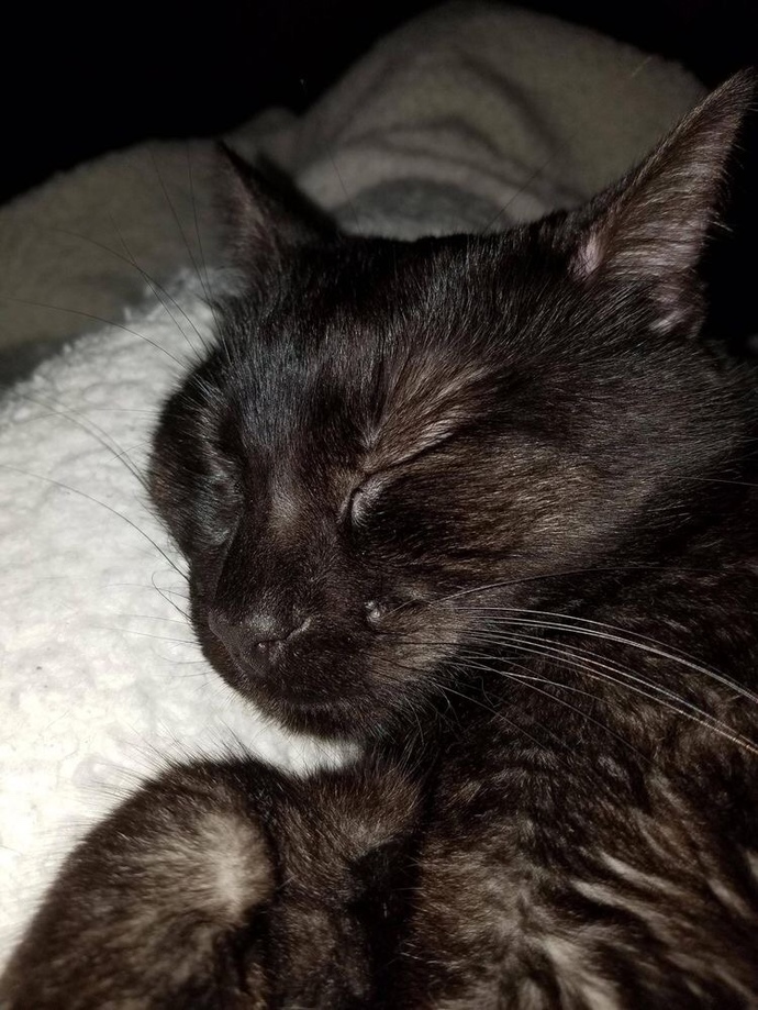Yalnızca bir kedi tarafından mutlu edilmem ne kadar normal?