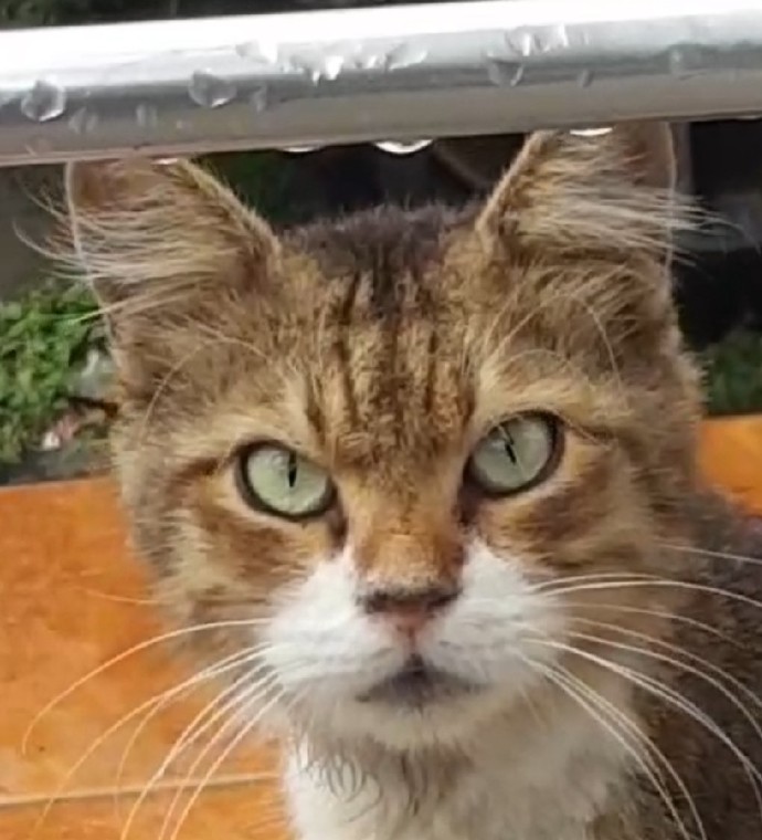 Yalnızca bir kedi tarafından mutlu edilmem ne kadar normal?