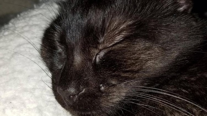 Yalnızca bir kedi tarafından mutlu edilmem ne kadar normal?