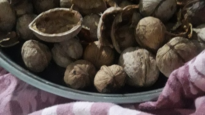 Ceviz İsteyen Var Mı?