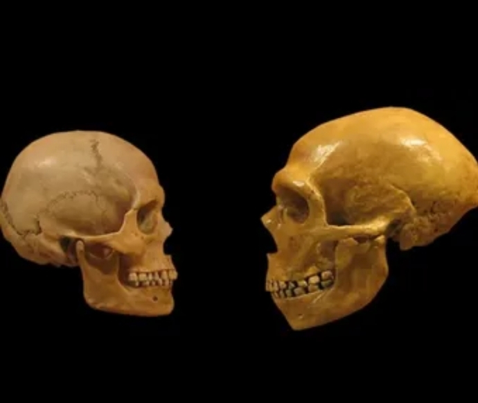 Neandertallerin sonunu akraba evliliği mi hazırlamış?