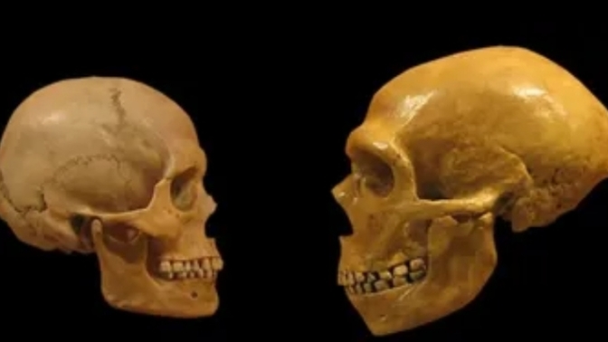Neandertallerin sonunu akraba evliliği mi hazırlamış?