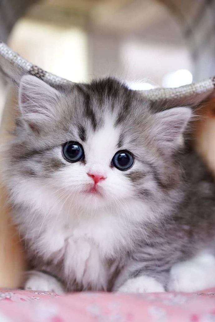 Kedi mıncırmak diyelim ahah🤍