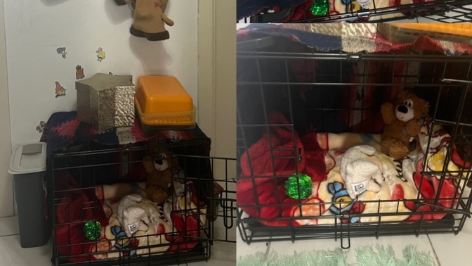 Köpeğimin ufak köşesi nasıl olmuş?