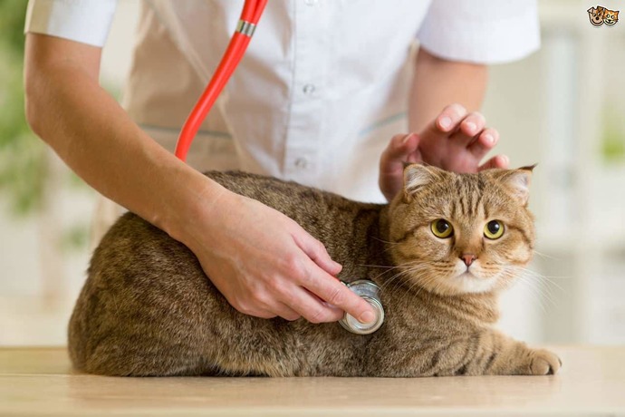 Patili dostunuzu ne sıklıkla veterinere götürüyorsunuz?