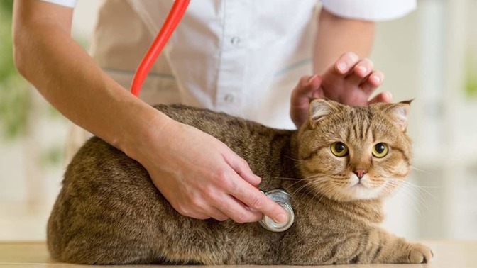 Patili dostunuzu ne sıklıkla veterinere götürüyorsunuz?