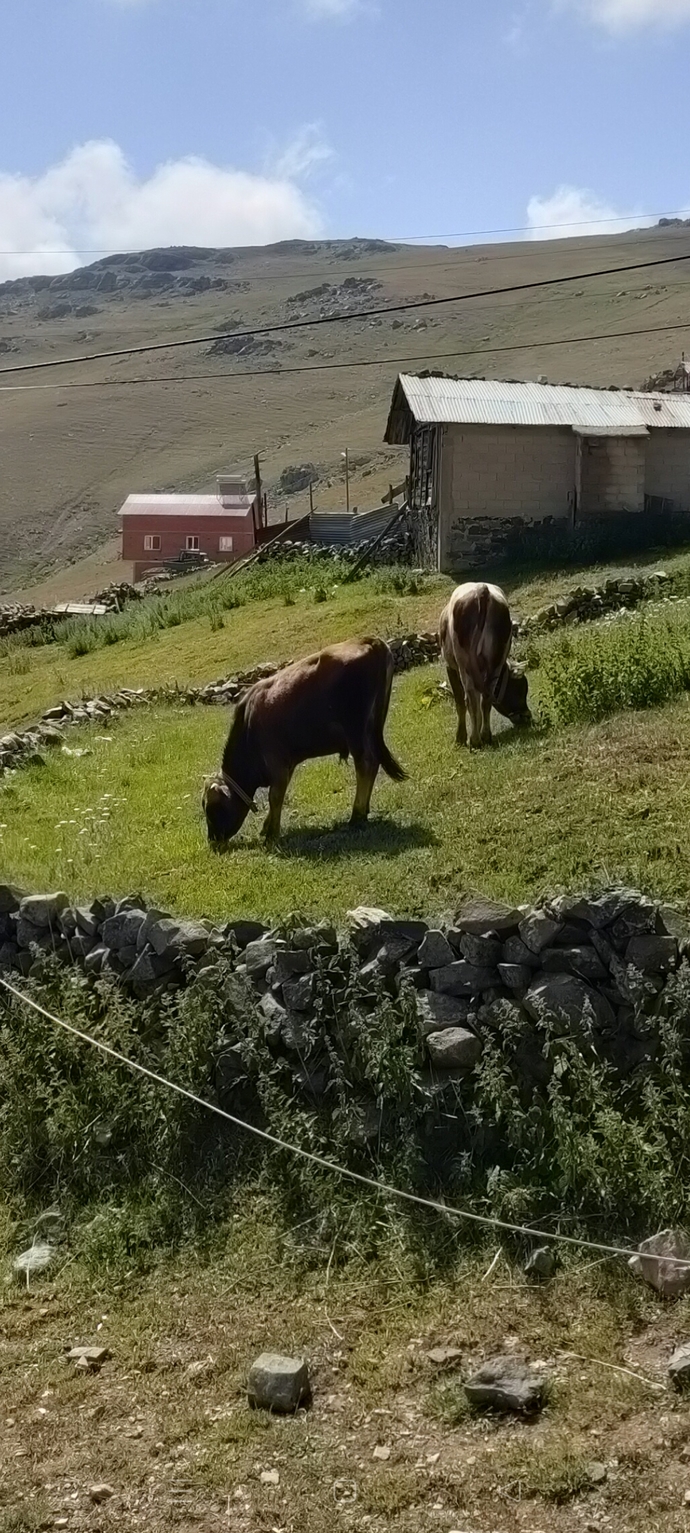 Sahibi ve evcil hayvanı birbirine benzermiş derler. Sen evcil hayvanınla benziyor musun?