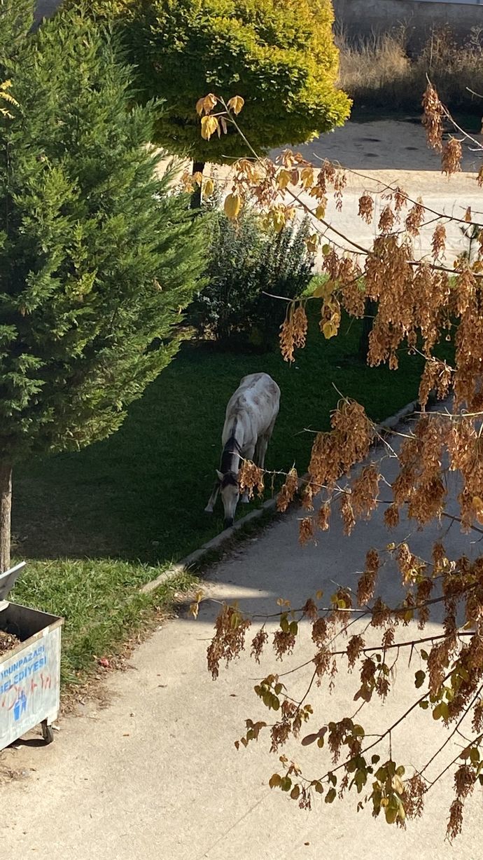 Sokakta gördüğüm atı besledim, evin önünden gitmiyor. Nereye bildirmem lazım😂?