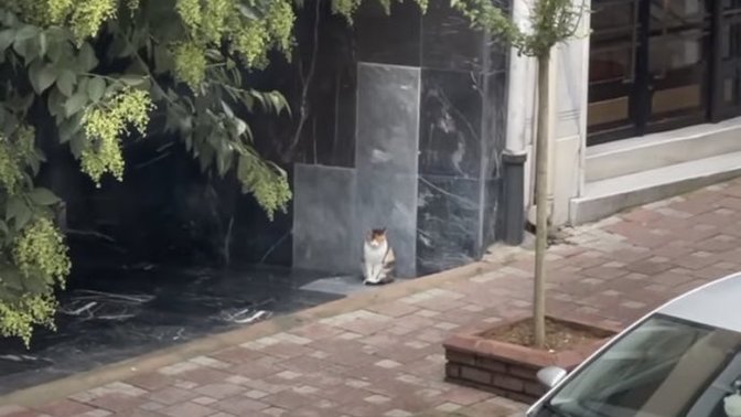 İnsanın bi kediyle alıp veremediği ne olabilir ya😟?