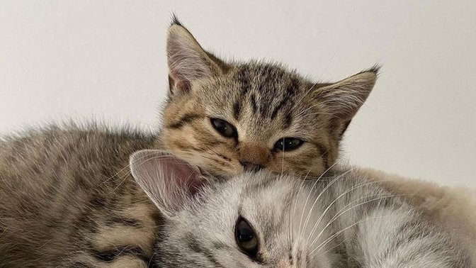 Yakın arkadaşa kedi hediye edilir mi?