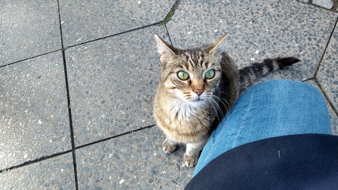 Yolda kedi görünce seviyor musunuz?