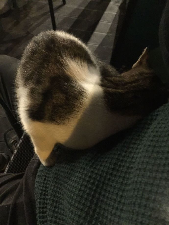 Yolda kedi görünce seviyor musunuz?