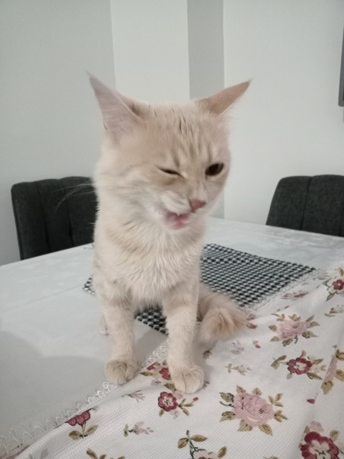 Hadi, herkes beslediği hayvanlarının en sevdiği özelliğini yazsın?