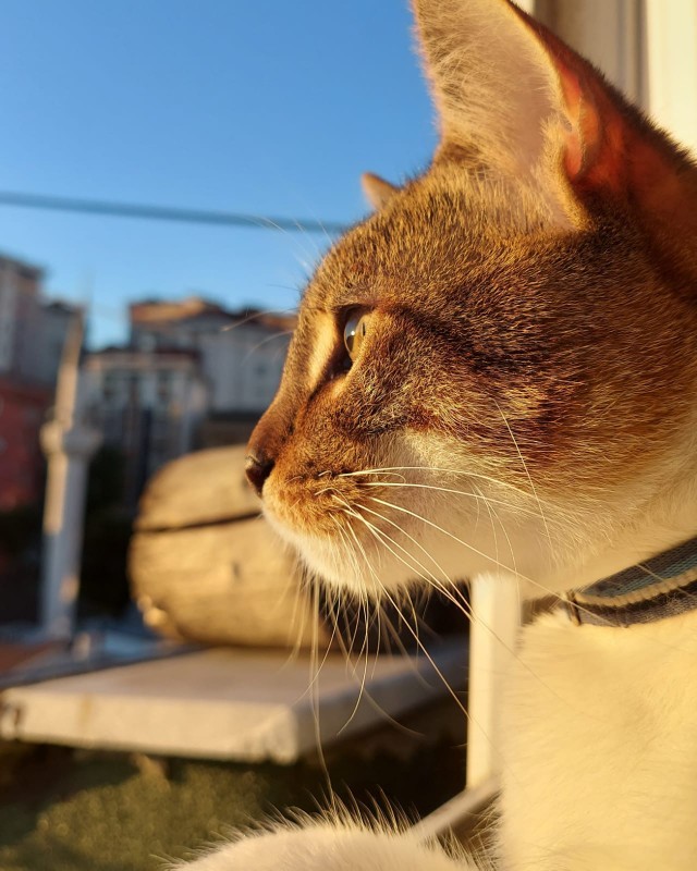 Hadi, herkes beslediği hayvanlarının en sevdiği özelliğini yazsın?