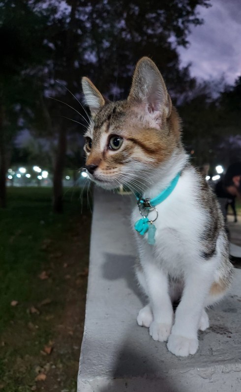 Hadi, herkes beslediği hayvanlarının en sevdiği özelliğini yazsın?