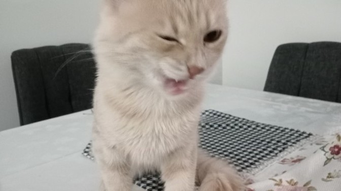 Hadi, herkes beslediği hayvanlarının en sevdiği özelliğini yazsın?