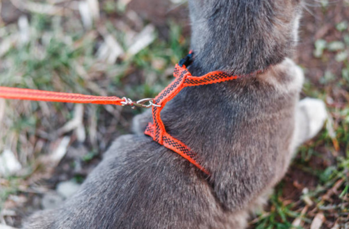 Kediler, köpekler gibi sokakta tasmayla gezdirilebilir mi?