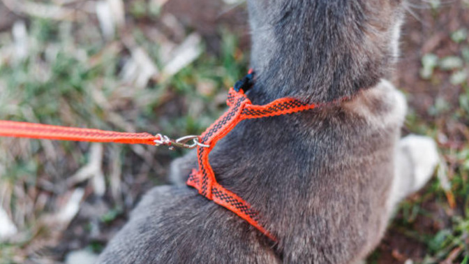 Kediler, köpekler gibi sokakta tasmayla gezdirilebilir mi?