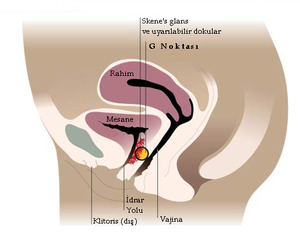 Kadının en hassas noktası neresidir?