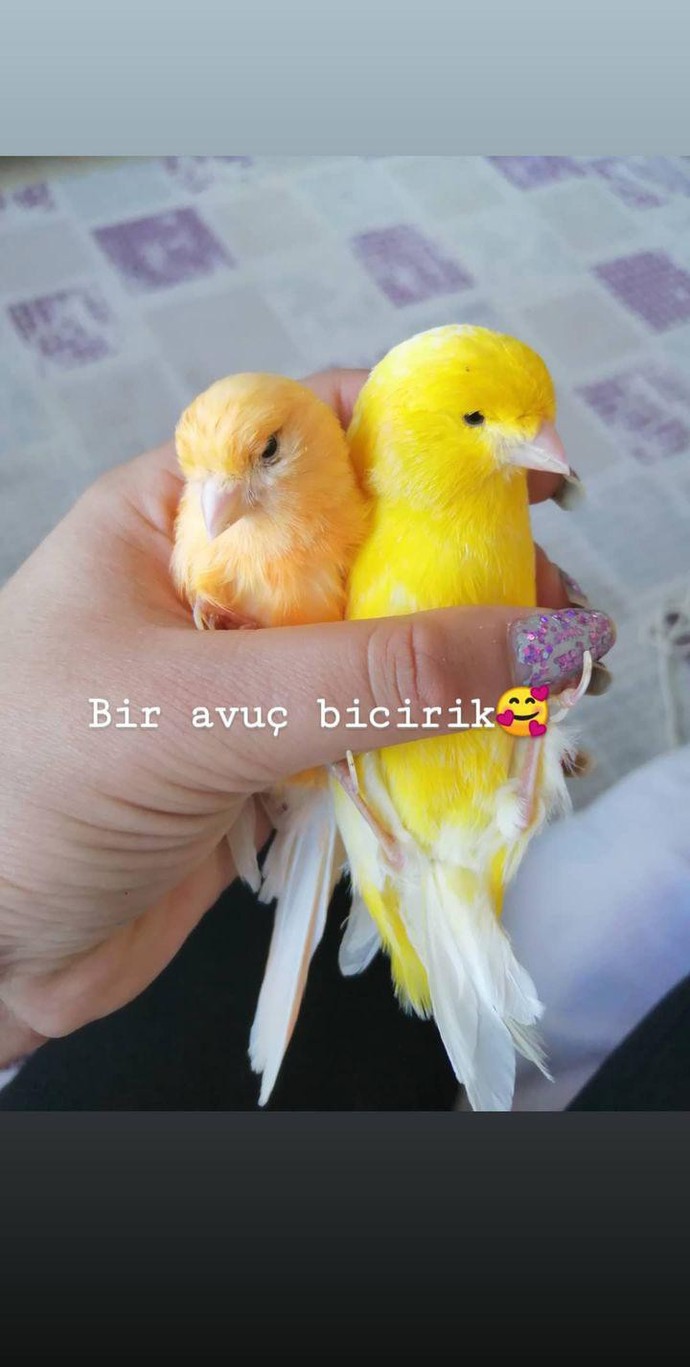 Minik hayvanlarımız post 2 ne dersiniz?