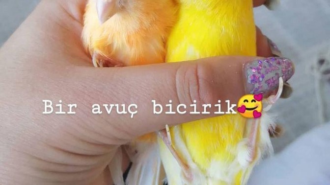 Minik hayvanlarımız post 2 ne dersiniz?